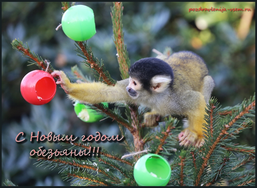 Открытка новогодняя с годом обезьяны!