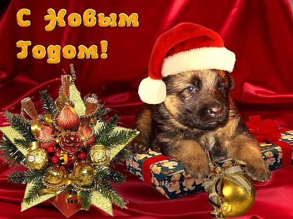 Прикольная открытка на Новый год собаки
