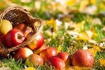 Когда праздновать Яблочный спас, какого числа (дата праздника) 2022, 2023, 2024…